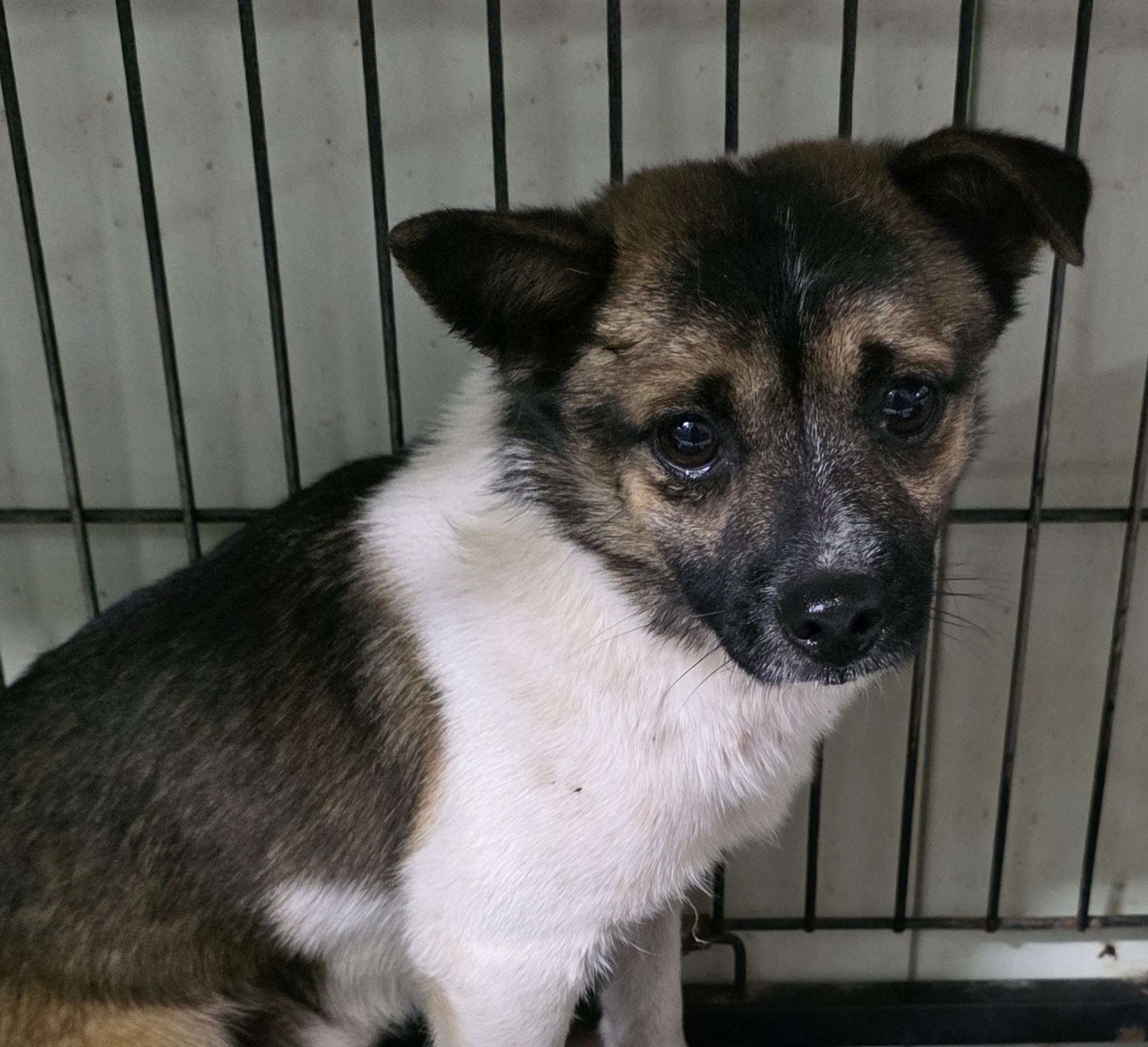 종료(입양) 믹스견…